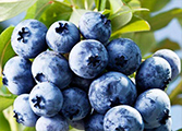 蓝莓苗的病虫害管理